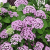 Hortensja Ogrodowa 'Ayesha' – Sadzonka 45-60 cm