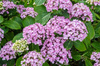 Hortensja Ogrodowa 'Ayesha' – Sadzonka 45-60 cm