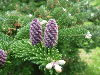 Jodła Koreańska – Sadzonka 10-15 cm