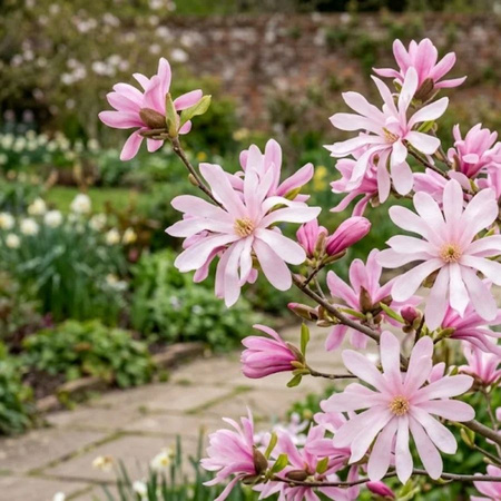 Magnolia Gwieździsta Rosea (Magnolia Stellata Rosea)