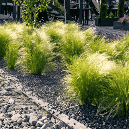 Ostnica Mocna Pony Tails