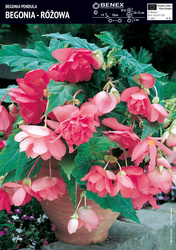 Begonia Zwisająca Różowa 1 szt.