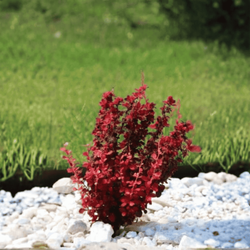 Berberys Thunberga 'Orange Rocket' PBR – Sadzonka 40 cm