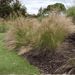 Trzcinnik Ostrokwiatowy