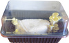 Zestaw do uprawy grzybów – Boczniak cytrynowy – 3 l Exotic Grow