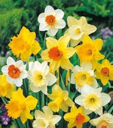 Narcyz Trąbkowy Mix - 7 szt.