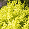 Berberys Thunberga 'Aurea' – Sadzonka 15-25 cm
