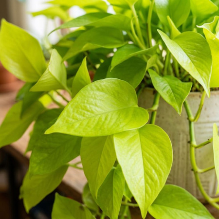 Epipremnum Neon M (Golden Pothos)