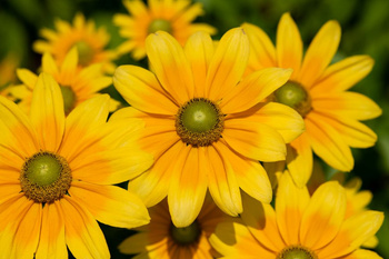 Rudbekia SmileyZ