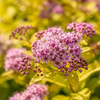 Tawuła Japońska Goldmound (Spiraea Japonica Goldmound)