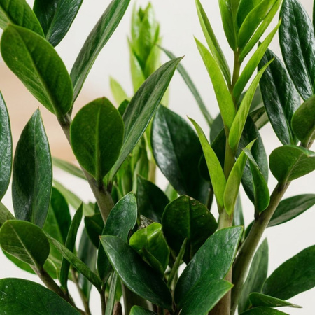 Zamiokulkas zamiolistny M (Zamioculcas zamiifolia)