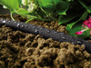 Wąż nawadniający Drip 1/2'' 30 m – Cellfast