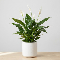 Skrzydłokwiat Pearl Cupido M (Spathiphyllum 'Pearl Cupido')