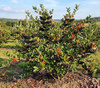 Aronia Czarnoowocowa Galicjanka (Aronia Melanocarpa Galicjanka)