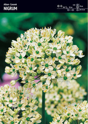 Czosnek Nigrum 3 szt.