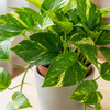 Epipremnum złociste M (Epipremnum aureum)