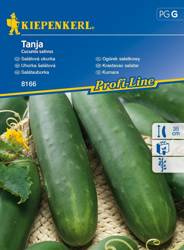 Ogórek sałatkowy Tanja Cucumis sativus