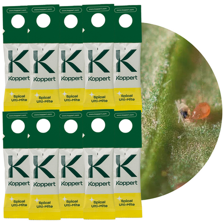 Zestaw Dobroczynek Kalifornijski 10 szt - Vegano
