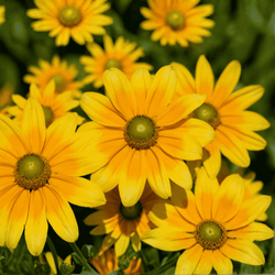 Rudbekia SmileyZ