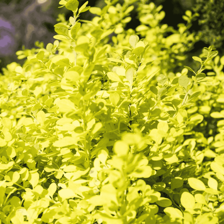 Berberys Thunberga 'Aurea' – Sadzonka 15-25 cm