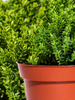 Hebe Green Globe Zimozielone -  9 szt. pakiet 