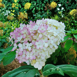 Hortensja bukietowa 'Vanilla Frise' - Sadzonka 30-40 cm