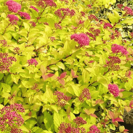 Tawuła Japońska - Golden Princess Złota - 12 szt. pakiet