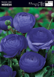 Jaskier Niebieski - 5 szt.