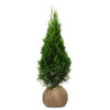 Pakiet tuja Szmaragd 100-110 cm – 40 szt. Botana