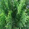 Pakiet tuja Szmaragd 100-110 cm – 40 szt. Botana