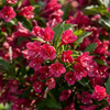 Krzewuszka Bristol Ruby (Weigela florida Bristol Ruby)