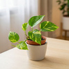 Epipremnum złociste M (Epipremnum aureum)