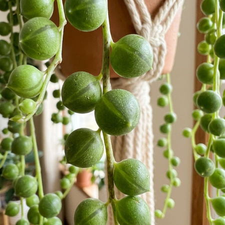 Starzec zwisający M (Senecio rowleyanus)