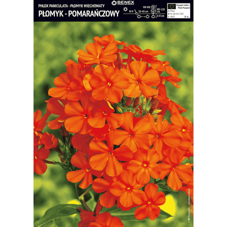 Płomyk wiechowaty pomarańczowy 1 szt.