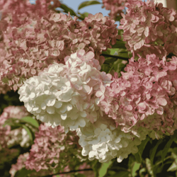Hortensja bukietowa 'Candelight' - Sadzonka 30-40 cm