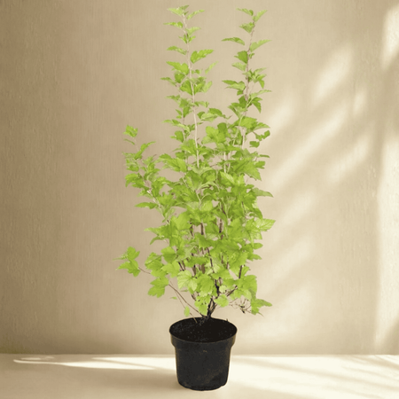 Pęcherznica Kalinolistna Luteus 