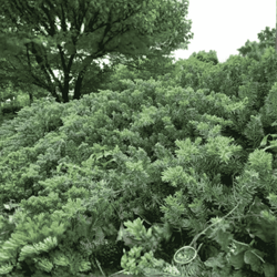 Jałowiec Nadbrzeżny 'Blue Pacific' – Sadzonka 30-40 cm