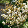 Świdośliwa Lamarcka (Amelanchier Canadensis Lamarckii)