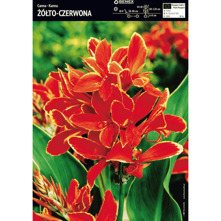 Kanna żółto-czerwona 1 szt.