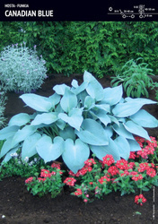 Funkia 'Canadian Blue' – 1 szt.