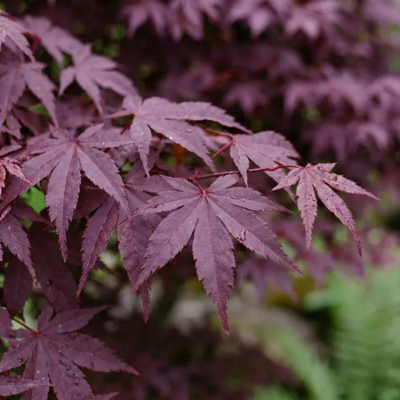 Klon Palmowy Atropurpureum (Acer Palmatum Atropurpureum)