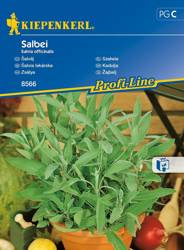Szałwia Salvia officinalis
