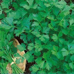 Pietruszka Gigante D Italia - Kiepenkerl