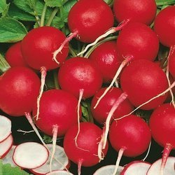 Rzodkiewka Vitessa - Kiepenkerl