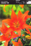 Lilia Azjatycka Orange Ton 1 szt.