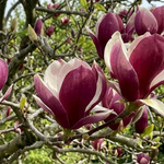 Magnolia Lennei (Magnolia Soulangeana Lennei)