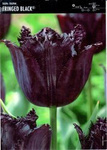 Tulipan Fringed Black 10 cebulek