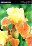 Irys Germanica - Kosiaciec Bródkowy ‘Golden Muffin’ - 1 szt.