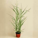 Proso Ruzgowate Squaw