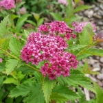 Tawuła Japońska Crispa (Spiraea Japonica Crispa)